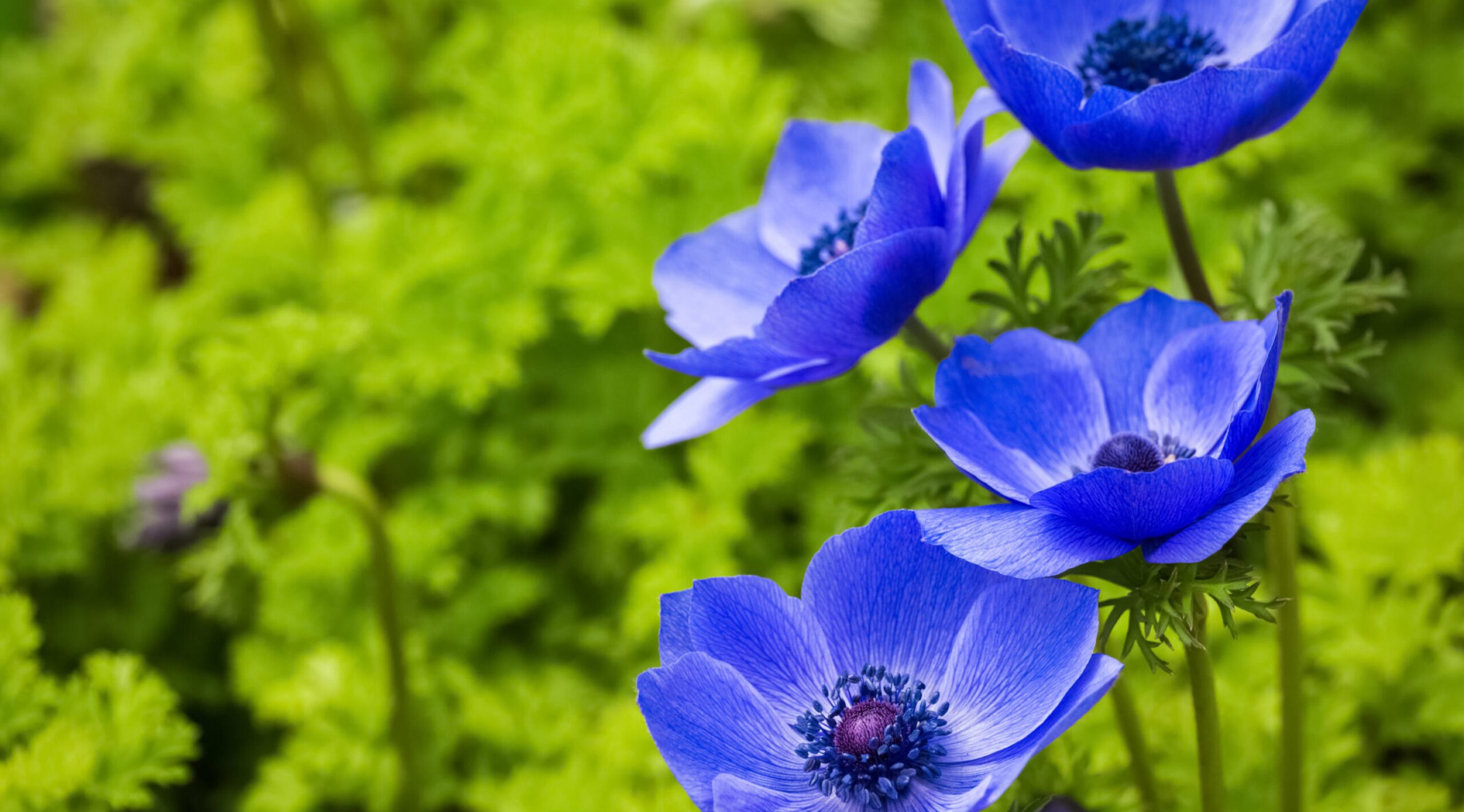 blue anemone flower in full bloom,beautiful nature background